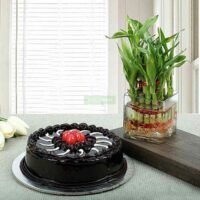 Lucky Bamboo Truffle Cake Combo 2