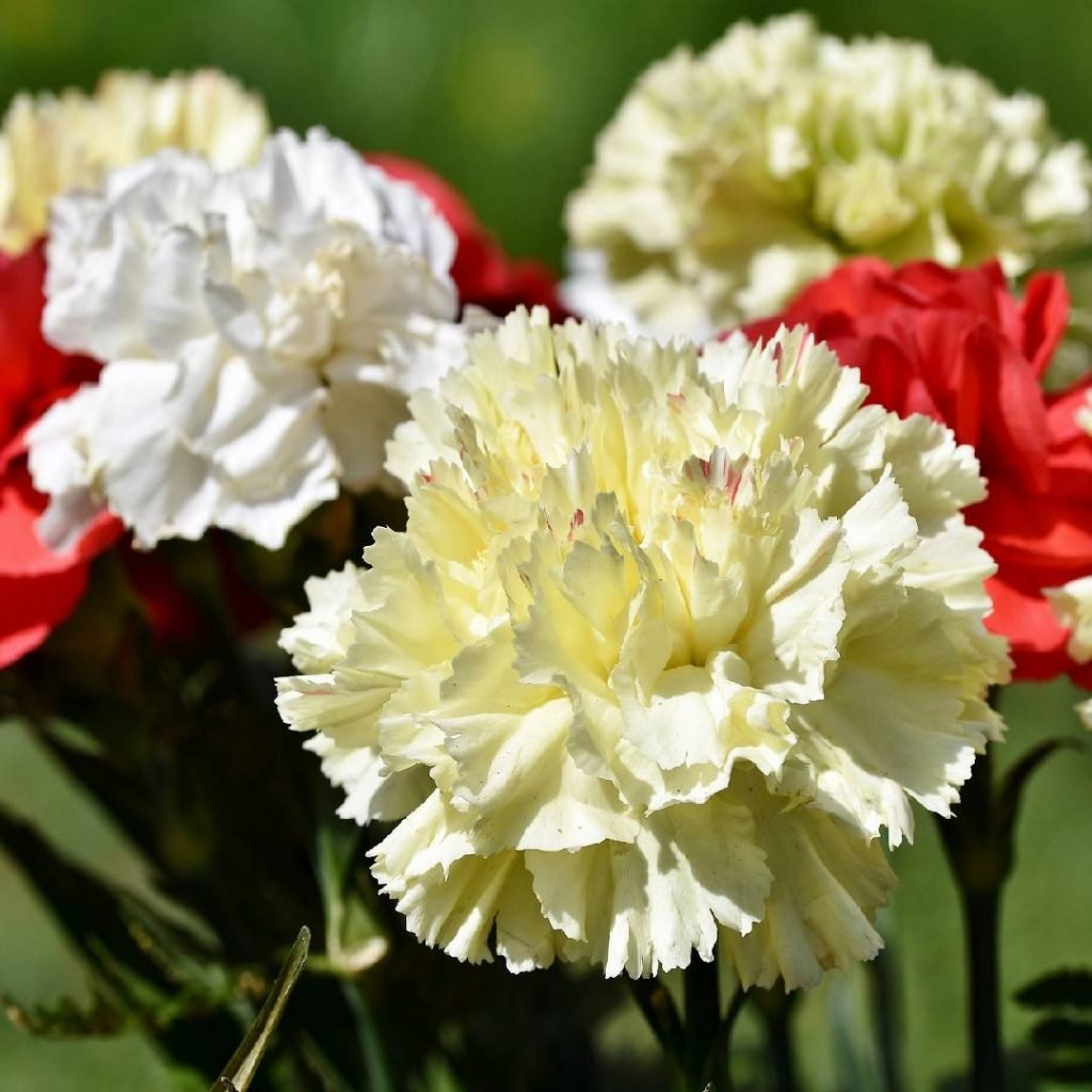 Carnation (1)