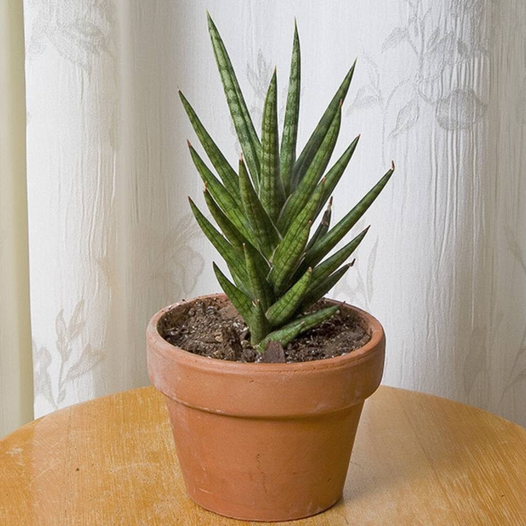 Sanseveria-Plant